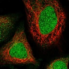 Immunofluorescent staining of human cell line U-2 OS shows localization to nucleus & cytosol.