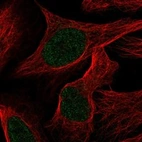 Anti-TRAPPC12 Antibody