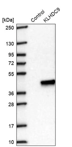 Western blot analysis in control (vector only transfected HEK293T lysate) and KLHDC9 over-expression lysate (Co-expressed with a C-terminal myc-DDK tag (~3.1 kDa) in mammalian HEK293T cells, LY407615).
