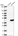 Anti-KLHDC9 Antibody
