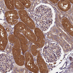Immunohistochemical staining of human kidney shows strong cytoplasmic positivity in cells in proximal tubules.