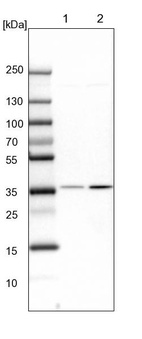 Lane 1: NIH-3T3 cell lysate (Mouse embryonic fibroblast cells)_br/_Lane 2: NBT-II cell lysate (Rat Wistar bladder tumour cells)