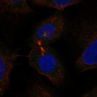 Immunofluorescent staining of human cell line U-2 OS shows localization to microtubule organizing center.