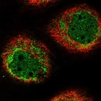 Immunofluorescent staining of human cell line A-431 shows localization to nucleoplasm & mitochondria.