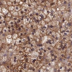 Immunohistochemical staining of human adrenal gland using Anti-STUB1 antibody HPA043531.