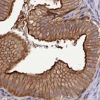 Immunohistochemical staining of human gallbladder using Anti-STUB1 antibody HPA043531.