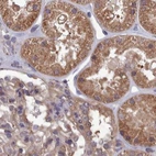 Immunohistochemical staining of human kidney using Anti-STUB1 antibody HPA043531.