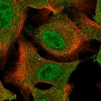 Immunofluorescent staining of human cell line A549 shows localization to nucleoplasm & cytosol.