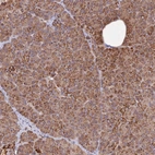 Immunohistochemical staining of human pancreas shows strong cytoplasmic granular positivity in exocrine glandular cells.