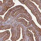 Immunohistochemical staining of human fallopian tube shows strong cytoplasmic granular positivity in glandular cells.