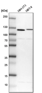 Western blot analysis in mouse cell line NIH-3T3 and rat cell line NBT-II.
