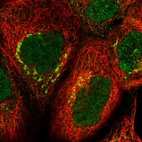 Immunofluorescent staining of human cell line A-431 shows localization to nucleus & the Golgi apparatus.