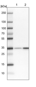 Lane 1: NIH-3T3 cell lysate (Mouse embryonic fibroblast cells)_br/_Lane 2: NBT-II cell lysate (Rat Wistar bladder tumour cells)