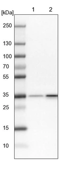 Lane 1: NIH-3T3 cell lysate (Mouse embryonic fibroblast cells)_br/_Lane 2: NBT-II cell lysate (Rat Wistar bladder tumour cells)