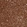 Anti-CRTC3 Antibody