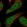 Anti-CRTC3 Antibody
