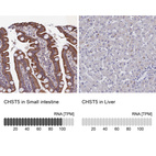 Anti-CHST5 Antibody