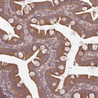 Immunohistochemical staining of human small intestine shows moderate cytoplasmic positivity in glandular cells.