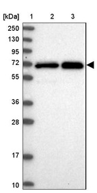 Lane 1: Marker [kDa] 250, 130, 95, 72, 55, 36, 28, 17, 10_br/_Lane 2: Human cell line RT-4_br/_Lane 3: Human cell line U-251 MG