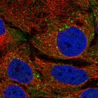 Immunofluorescent staining of human cell line CACO-2 shows localization to vesicles.