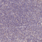 Immunohistochemical staining of human lymph node shows weak granular cytoplasmic positivity in non-germinal center cells.