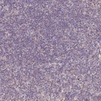 Immunohistochemical staining of human lymph node shows weak granular cytoplasmic positivity in non-germinal center cells.