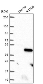 Western blot analysis in control (vector only transfected HEK293T lysate) and ACAD8 over-expression lysate (Co-expressed with a C-terminal myc-DDK tag (~3.1 kDa) in mammalian HEK293T cells, LY415328).
