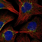 Immunofluorescent staining of human cell line U-2 OS shows localization to vesicles.