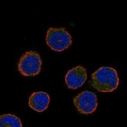 Anti-CIB3 Antibody