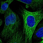 Immunofluorescent staining of human cell line U-2 OS shows localization to microtubules.