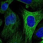 Immunofluorescent staining of human cell line U-2 OS shows localization to microtubules.