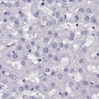 Immunohistochemical staining of human liver using Anti-CABS1 antibody HPA044016.