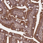 Immunohistochemical staining of human small intestine shows strong granular cytoplasmic positivity in glandular cells.