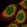 Anti-THOC7 Antibody