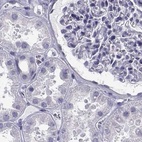 Immunohistochemical staining of human kidney using Anti-RNASE12 antibody HPA044175.