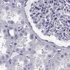 Immunohistochemical staining of human kidney using Anti-RNASE12 antibody HPA044175.