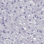 Immunohistochemical staining of human liver using Anti-RNASE12 antibody HPA044175.