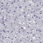 Immunohistochemical staining of human liver using Anti-RNASE12 antibody HPA044175.