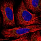 Immunofluorescent staining of human cell line U-2 OS shows localization to mitochondria.