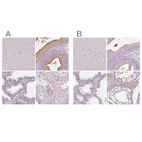 Immunohistochemical staining of human cerebral cortex, epididymis, prostate and testis using Anti-ELSPBP1 antibody HPA044256 (A) shows similar protein distribution across tissues to independent antibody HPA050341 (B).