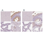 Immunohistochemical staining of human cerebral cortex, epididymis, prostate and testis using Anti-ELSPBP1 antibody HPA044256 (A) shows similar protein distribution across tissues to independent antibody HPA050341 (B).