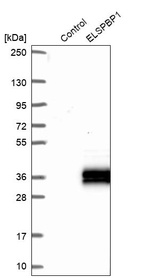Western blot analysis in control (vector only transfected HEK293T lysate) and ELSPBP1 over-expression lysate (Co-expressed with a C-terminal myc-DDK tag (~3.1 kDa) in mammalian HEK293T cells, LY411747).