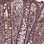 Anti-EXT1 Antibody