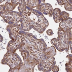 Immunohistochemical staining of human placenta shows moderate cytoplasmic positivity in trophoblastic cells.