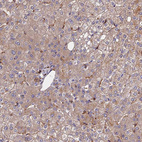 Anti-EXT1 Antibody