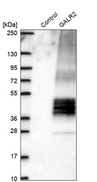 Western blot analysis in control (vector only transfected HEK293T lysate) and GALR2 over-expression lysate (Co-expressed with a C-terminal myc-DDK tag (~3.1 kDa) in mammalian HEK293T cells, LY401272).
