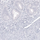 Immunohistochemical staining of human endometrium shows no positivity in glandular cells as expected.