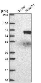 Western blot analysis in control (vector only transfected HEK293T lysate) and JAKMIP1 over-expression lysate (Co-expressed with a C-terminal myc-DDK tag (~3.1 kDa) in mammalian HEK293T cells, LY403406).