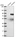 Anti-JAKMIP1 Antibody
