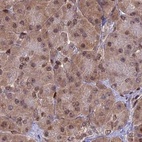 Immunohistochemical staining of human pancreas using Anti-DNPEP antibody HPA044860.